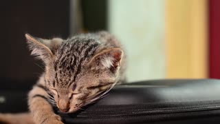 Small kitten sleeping peaceful