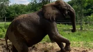 Funny elephant loves to play in the mud