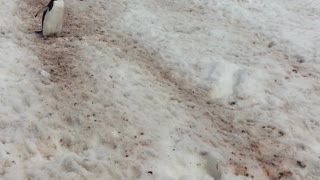 Rush Hour in Antarctica
