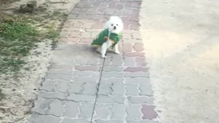 A dog that doesn't want to take a walk