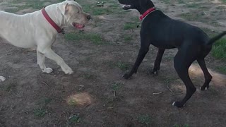 My Dogs bigger than a great Dane