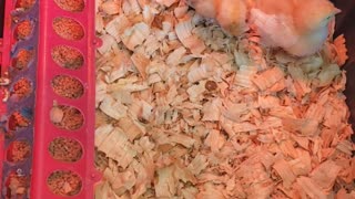 New Baby Chicks for Spring