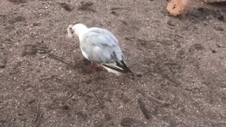 Saving a Seagull With a Fishing Hook Stuck in Its Foot
