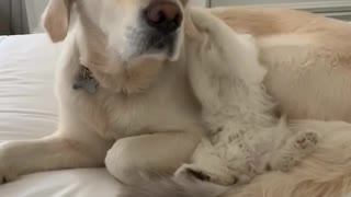 Cat Plays with Patient Pooch