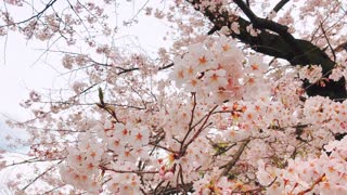 Beautiful Sakura Flowers Beautiful