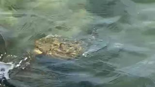 Baby Sea Turtle swimming