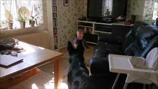 Baby plays adorable game of tag with German Shepherd