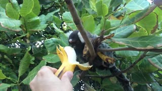 cute little wild monkey eating banana