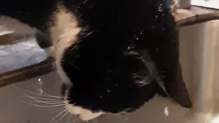 cat eats water