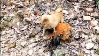 Funny Chicken VS Dog Fight Video