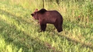 Little bear playing in the field with a long stick