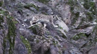 Amazing Mother Wild Yak Save Her Baby From Snow Leopard Hunting Wolf vs Bison