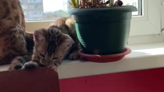 Playful Kitten Accidentally Breaks Flower Pot