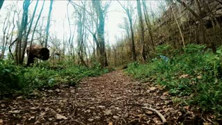 Walk in The Woods - Arkansas [ April, 2021 ]