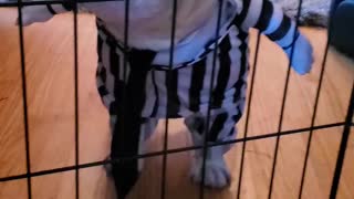 French Bulldog wants out