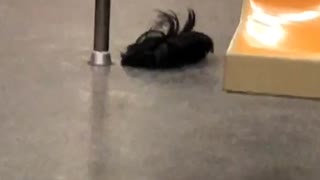 Leftover wig on subway train floor