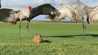 Prairie dog attempts to befriend a pair of sandhill cranes