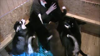 A litter of husky puppies totally swarm this girl