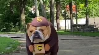 Bulldog wearing UPS costume hard at work delivering packages