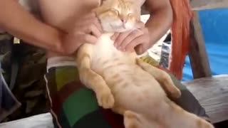 Man Pleases The Cat With Massage