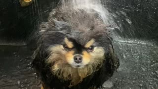 Dog Doesn't Care for Being Drenched