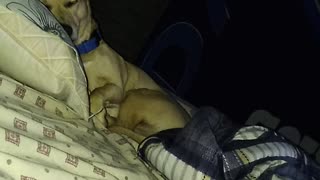 Dog sleeping on pillow