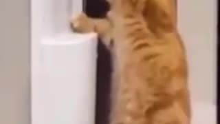 Cat drinking water | Cat Dring