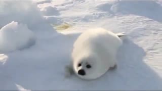 Baby snow white seal