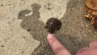 Little baby box turtle fighting finger