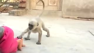 Monkey playing funny with small kid