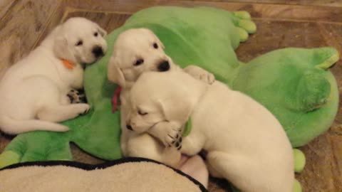 Lab puppies playing
