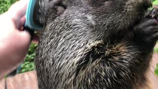 Groundhog Getting Groomed