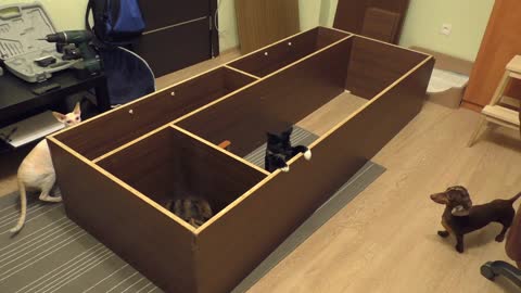 Overturned cabinet comically becomes playpen for pets