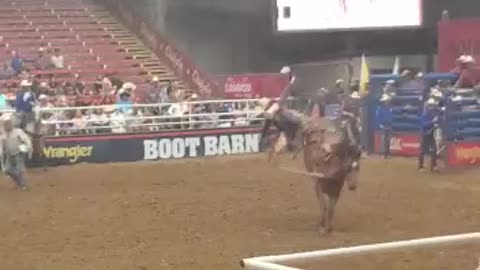 Bronco didn't want to be caught. Mesquite Texas Rodeo