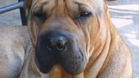 Red Shar Pei dog funny