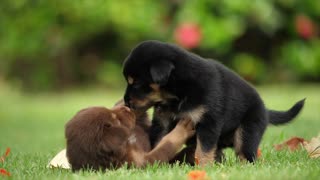 dogs puppies playing happy