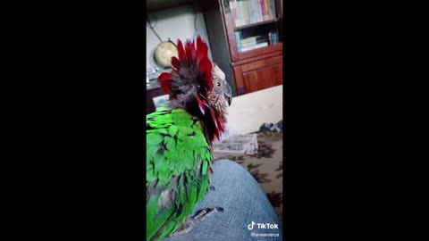 Funny Parrots Cute Videos Compilation ~ Pet Birds of TikTok Compilation