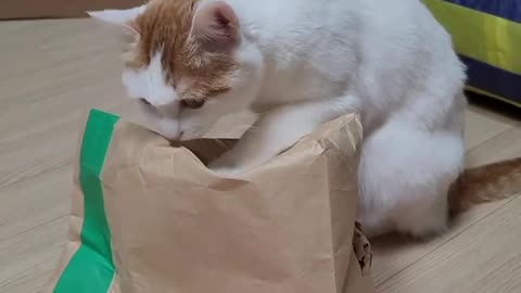 Cat play with shopping Bag