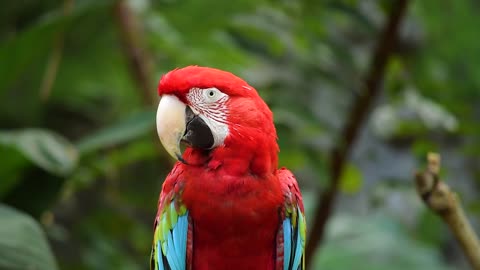 Bird parrot - colorful