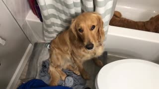 Dog Jumps Into Owner's Bath While Water Fills Up