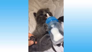 Kitten taking a bottle.
