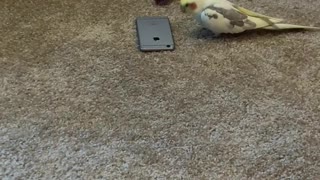 Parrot and smartphone