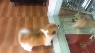 Dogs mirror fighting