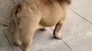 Lion-like; watch this hilarious and funny video!