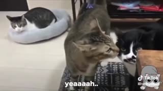 These Cats Can Speak English?!? WHAAAAAAT?!?