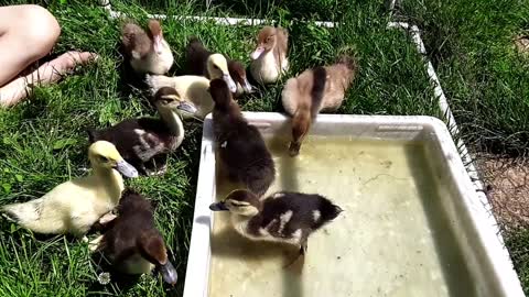 Our new Muscovy ducklings!