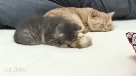 A cat That Plays With His Father's Tail And Catches Him.