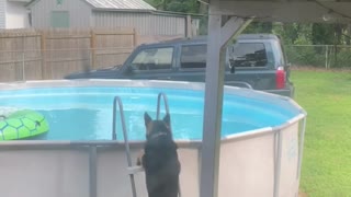 German Shepherd Learned How to Get into Pool