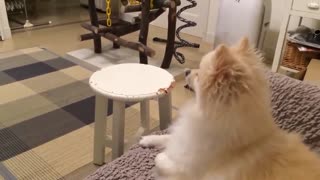 Funny Video | Dog Barking Video.