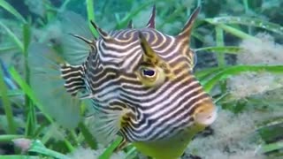 Curious Cowfish Swims by Diver